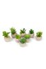 SET OF EIGHT SMALL SUCCULENTS WITH ROUND CEMENT POT