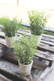 SET OF THREE ARTIFIAL HERBS IN CEMENT POTS