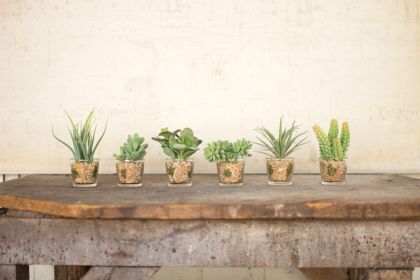 SET OF SIX ARTIFICIAL SUCCULENTS IN GLASS CONTAINERS