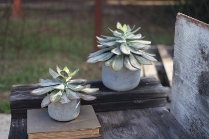 SUCCULENT WITH CEMENT POT