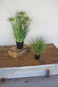 CYPRUS GRASS IN PLASTIC POT