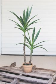 ARTIFICIAL HENEKEN PLANT WITH FAUX TERRACOTTA POT